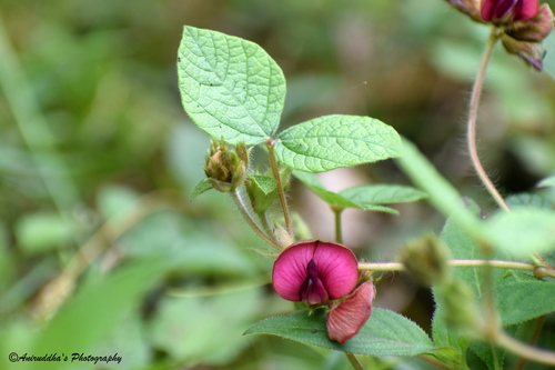 Flemingia procumbens (Sohphlong) — photo