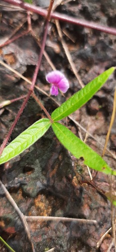 Flemingia tuberosa (Birmova) — photo