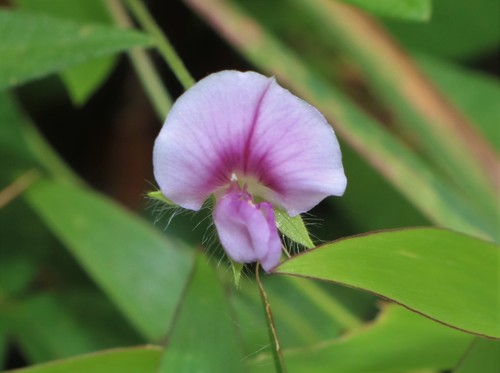 Flemingia tuberosa