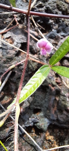 Flemingia tuberosa (Birmova) — photo