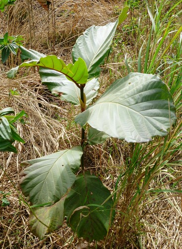 Fleroya stipulosa — photo