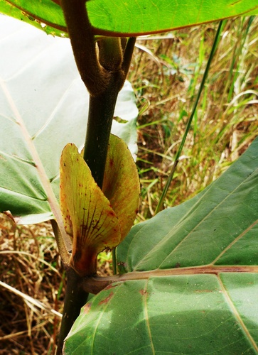 Fleroya stipulosa — photo