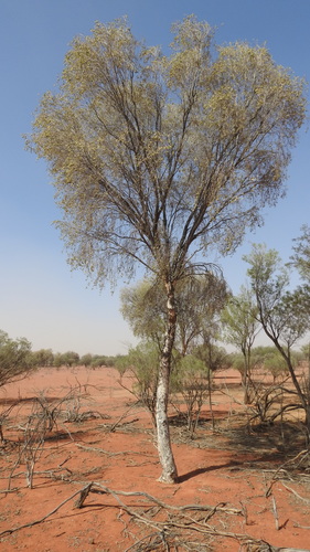 Flindersia maculosa (Leopardwood tree) — photo