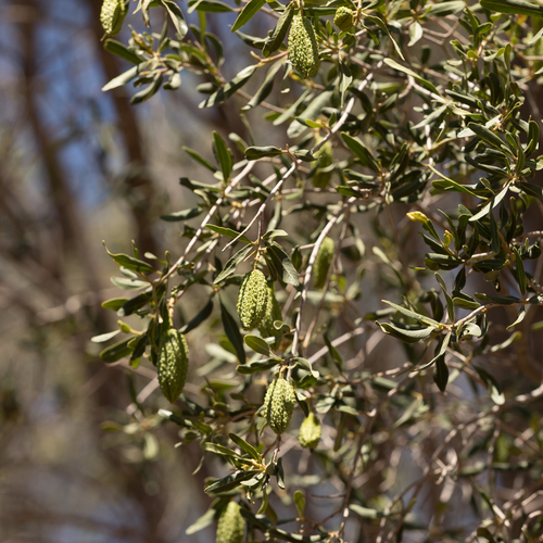 Flindersia maculosa