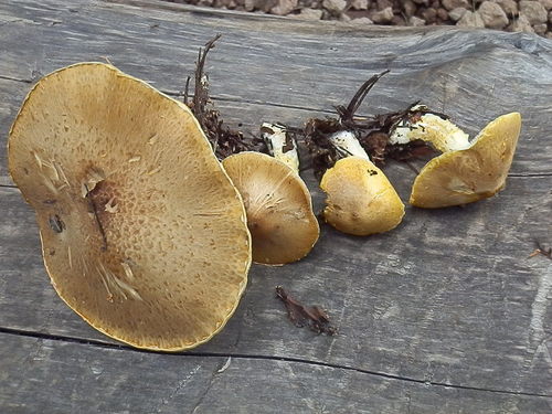 Floccularia albolanaripes — photo