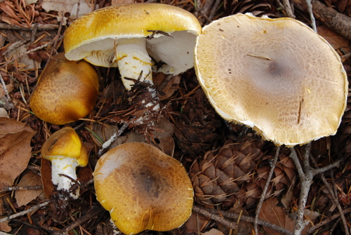 Floccularia albolanaripes