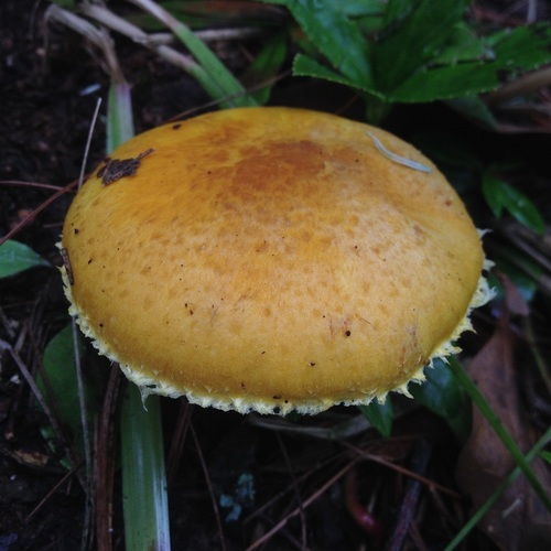 Floccularia luteovirens — photo