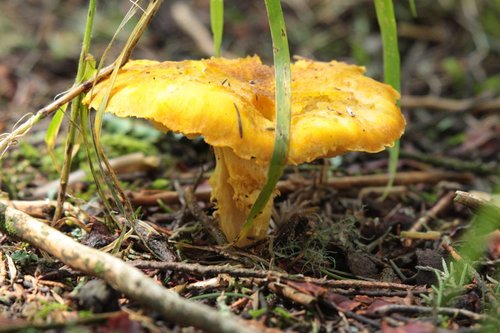 Floccularia luteovirens — photo