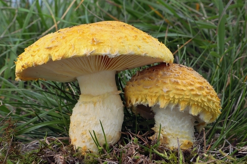 Floccularia luteovirens