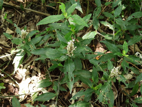 Floscopa scandens (Mini bamboo) — photo