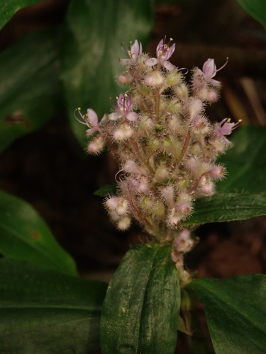Floscopa scandens (Mini bamboo) — photo