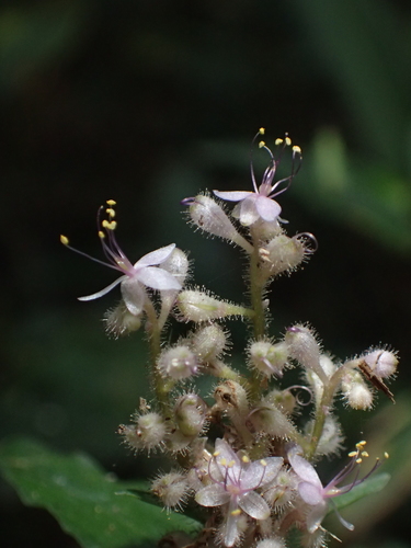 Floscopa scandens