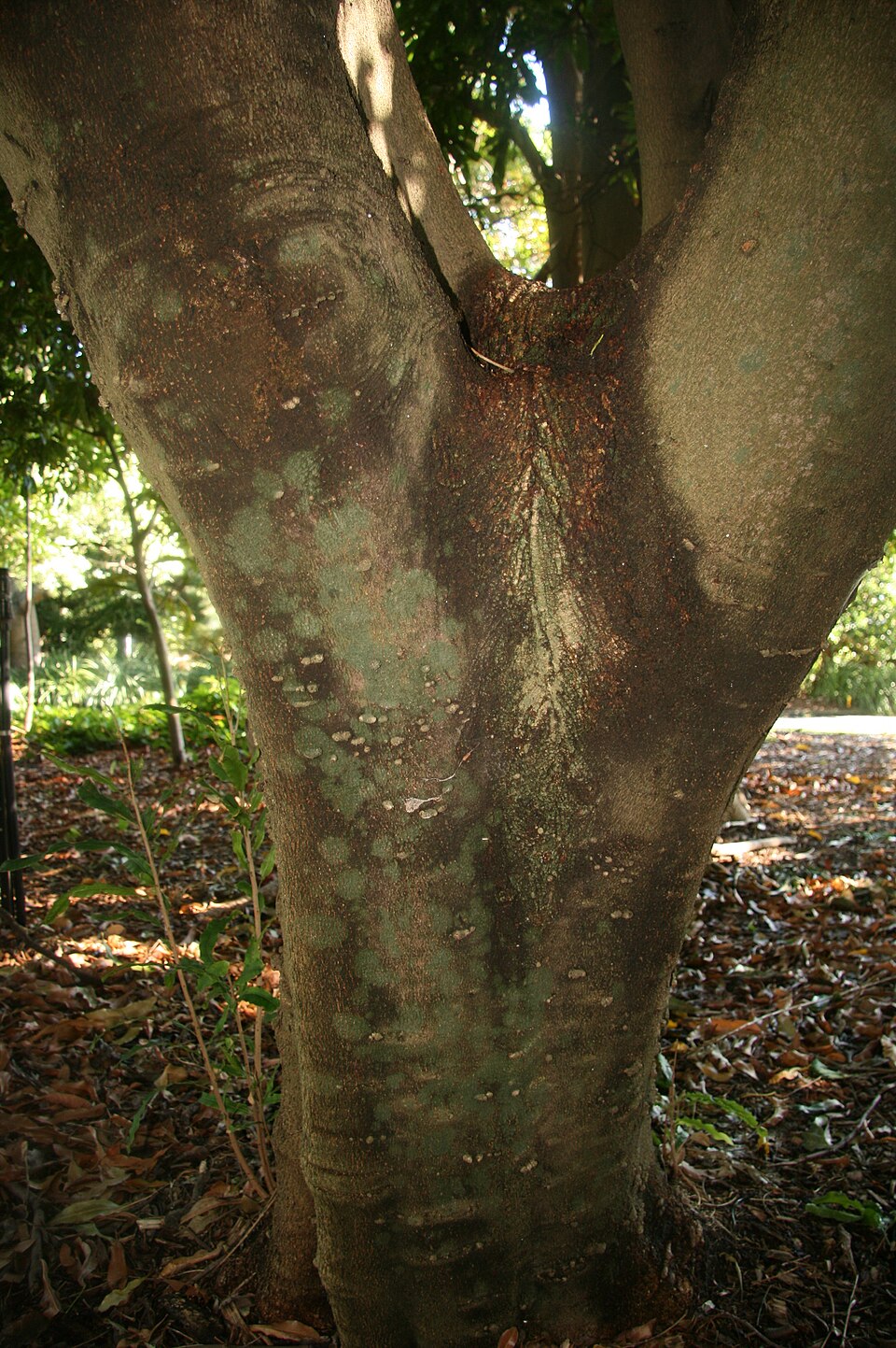 Floydia prealta (Ball Nut) — photo