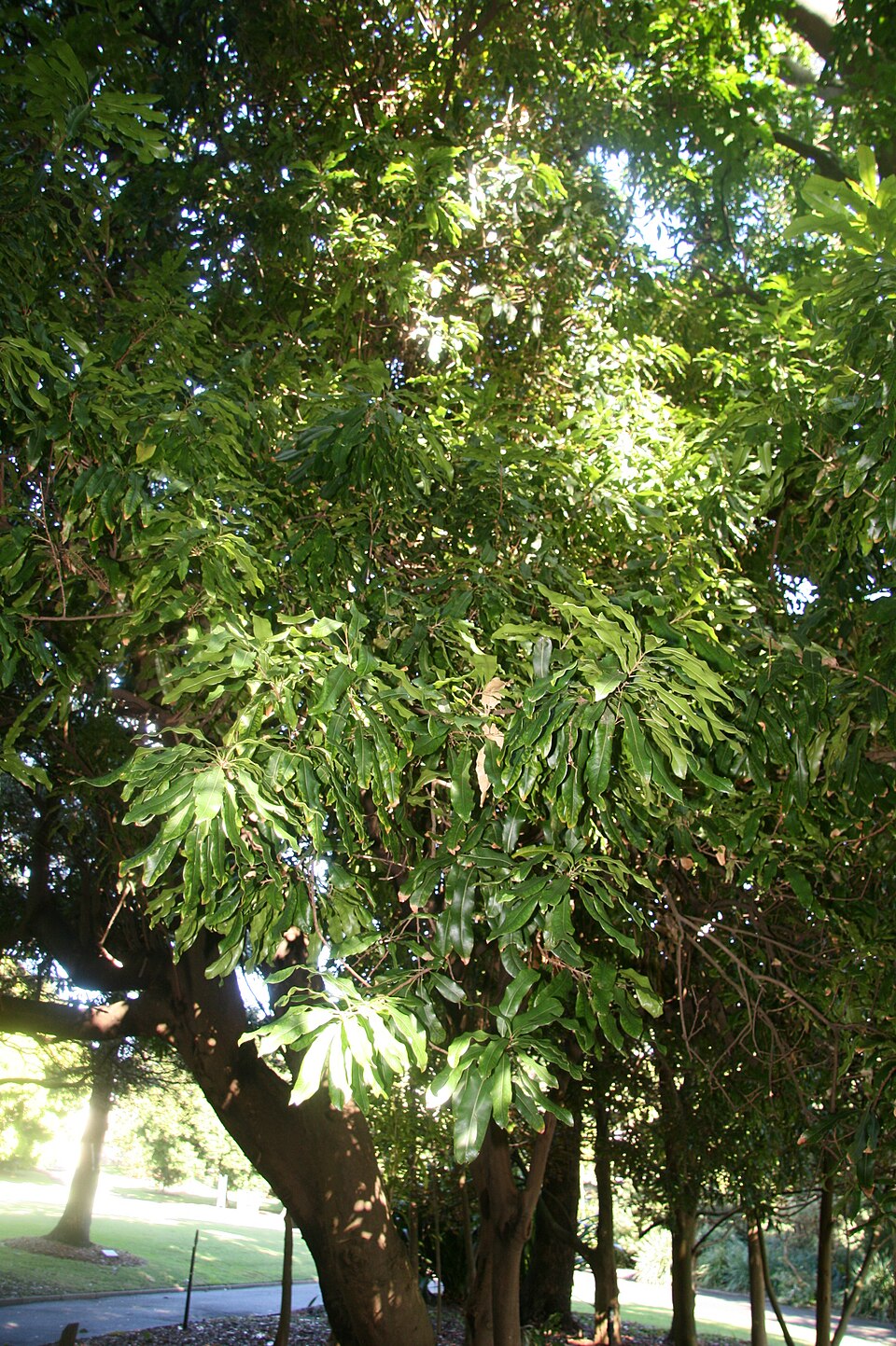 Floydia prealta