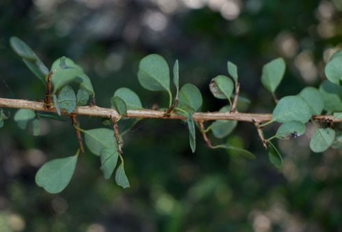 Flueggea leucopyrus — photo