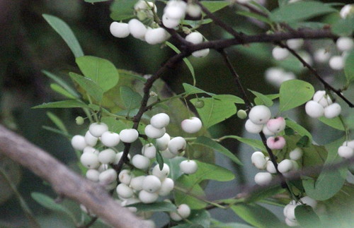 Flueggea leucopyrus