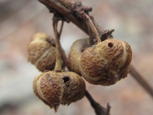 Flueggea suffruticosa — photo