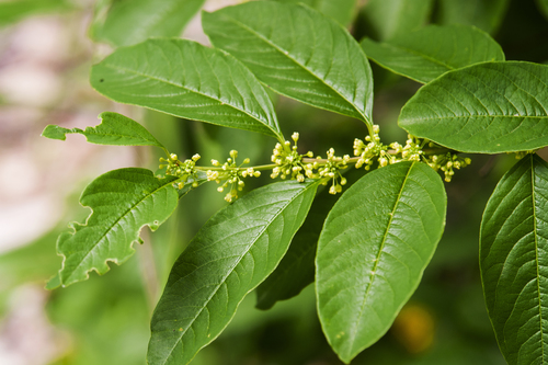 Flueggea suffruticosa