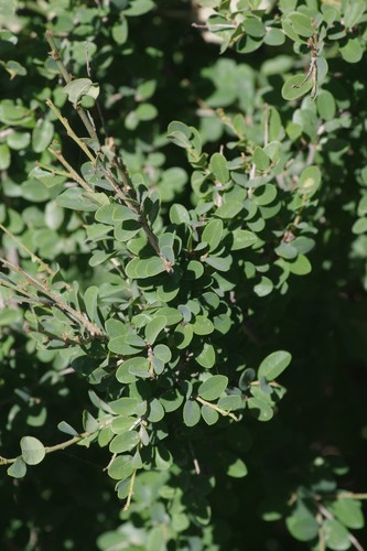 Flueggea verrucosa — photo