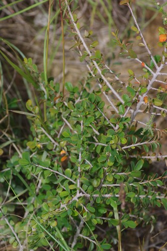 Flueggea verrucosa — photo