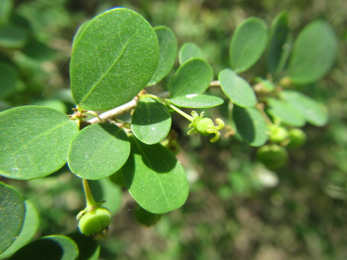 Flueggea verrucosa