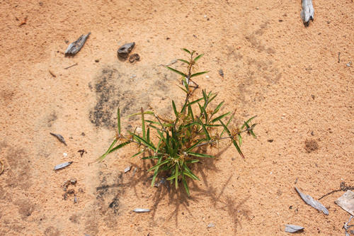 Fockea angustifolia (Water root) — photo