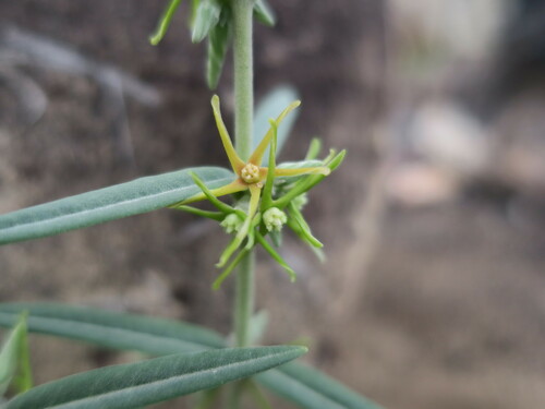 Fockea angustifolia (Water root) — photo