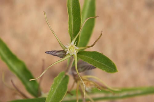 Fockea angustifolia