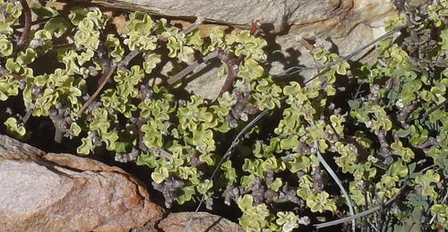 Fockea capensis — photo