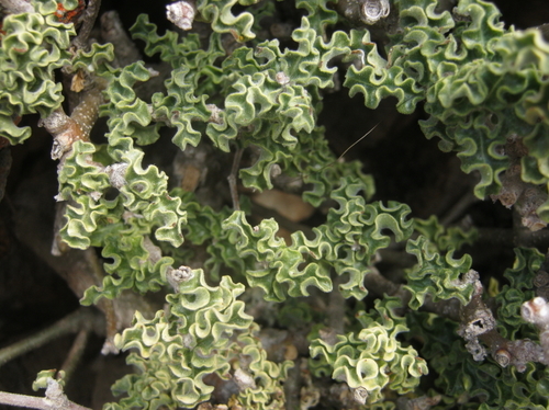 Fockea capensis