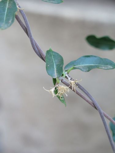 Fockea edulis