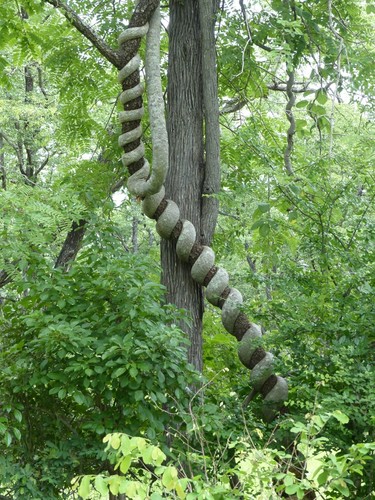 Fockea multiflora (Python vine) — photo