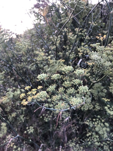 Foeniculum vulgare (Fennel) — photo