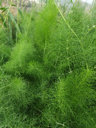 Foeniculum vulgare var. azoricum (Florence fennel) — photo