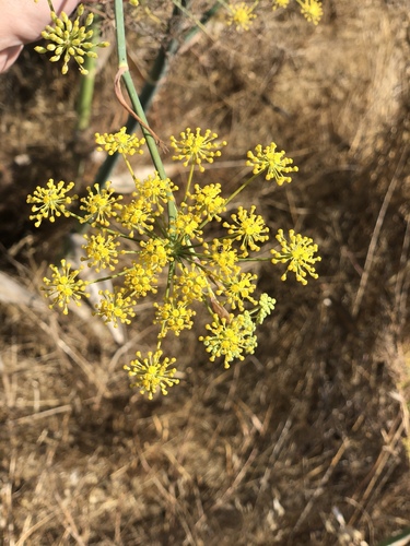 Foeniculum vulgare var. azoricum (Florence fennel) — photo