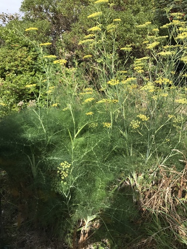 Foeniculum vulgare var. azoricum