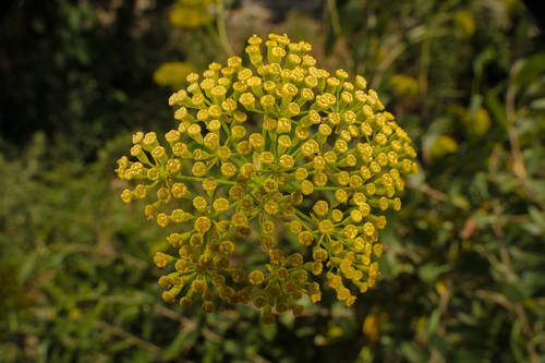 Foeniculum vulgare