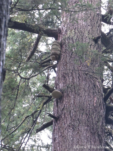 Fomitopsis officinalis (Purging agaric) — photo