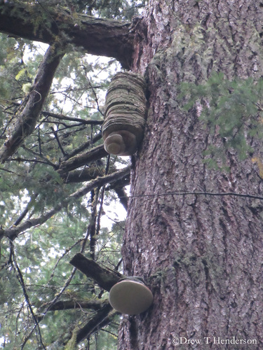Fomitopsis officinalis
