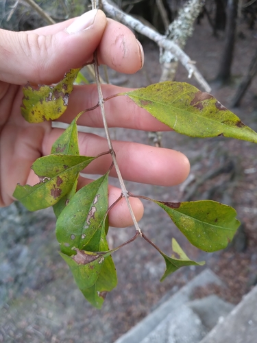 Forestiera acuminata (Swamp privet) — photo