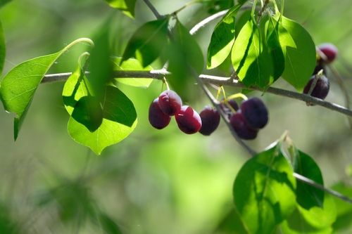 Forestiera acuminata