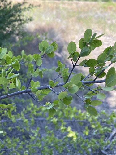 Forestiera pubescens (Wild olive) — photo