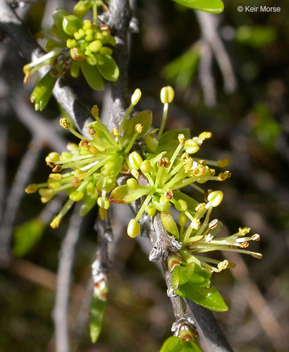 Forestiera pubescens var. parvifolia