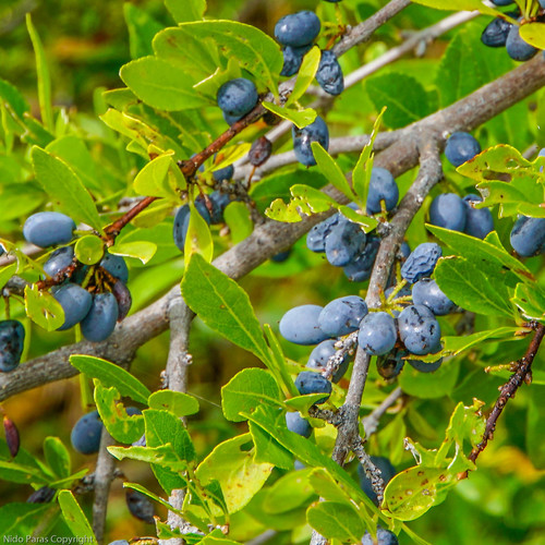 Forestiera pubescens var. parvifolia — photo