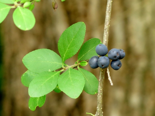 Forestiera pubescens (Wild olive) — photo