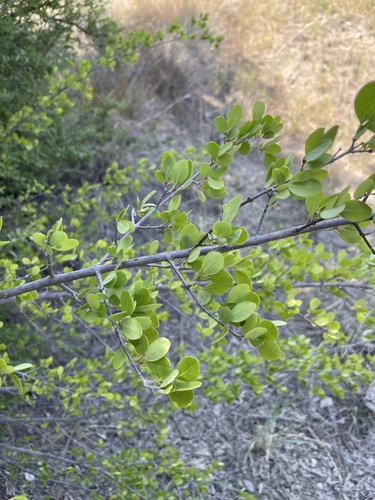 Forestiera pubescens