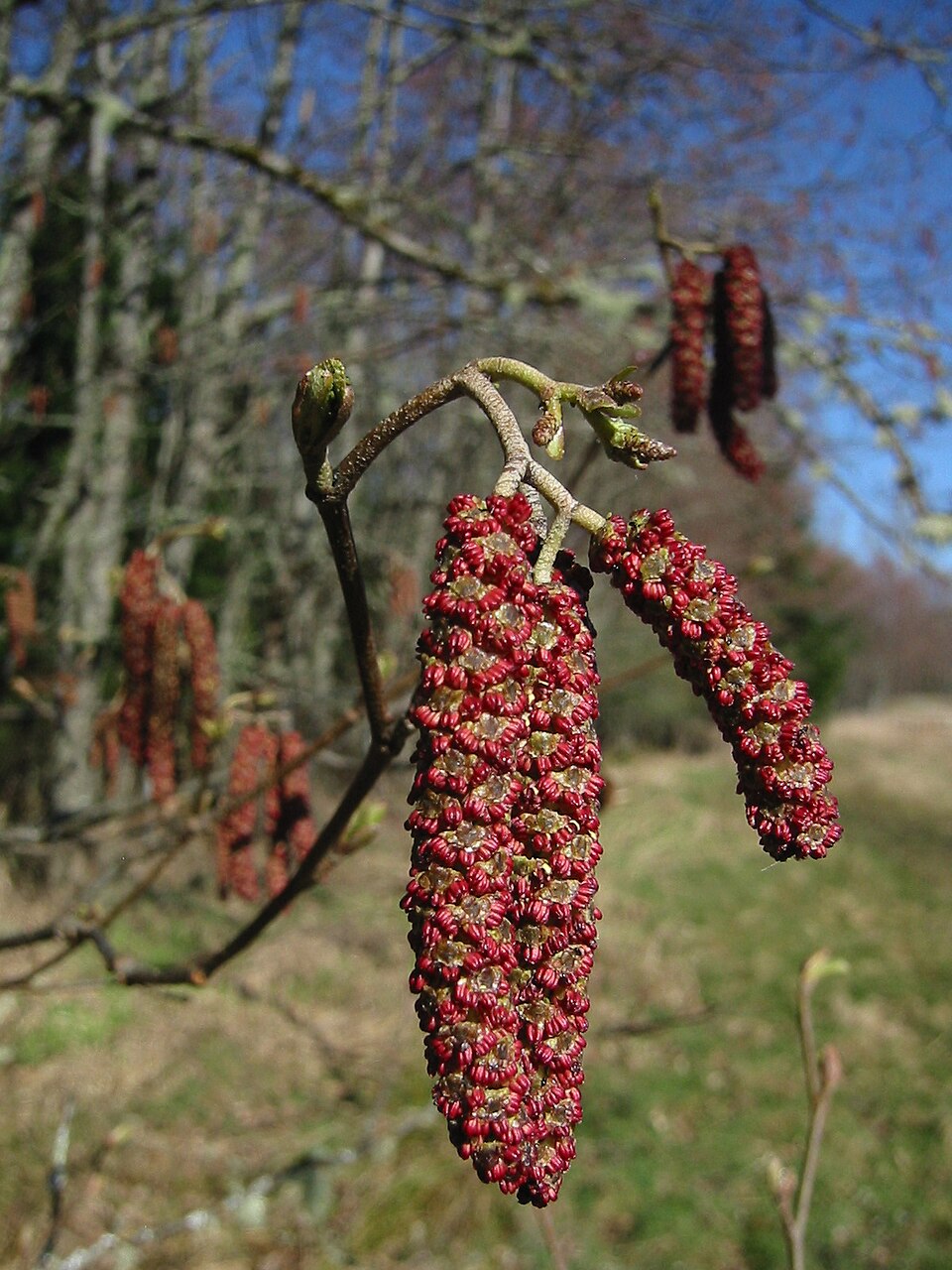 Forma rubra (Deu tia) — photo