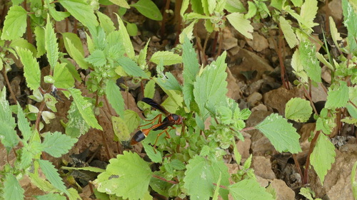 Forsskaolea viridis (Desert nettle) — photo