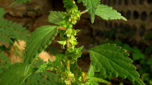 Forsskaolea viridis