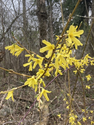 Forsythia suspensa (Golden Bells) — photo